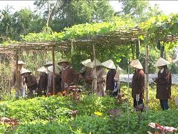 Đầu ra của rau hữu cơ Hội An