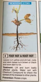White flowers with black or dark purple markings occur alone or in groups. Broad Bean Plants Gone Black The Grapevine