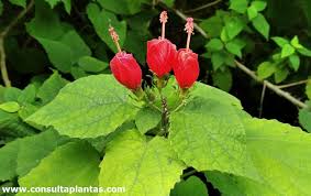 Image result for Malvaviscus arboreus