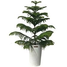 Image result for Araucaria cunninghamii