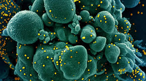 In humans and birds, they cause respiratory tract infections that can range from mild to lethal. Can The Coronavirus Infect Someone Twice