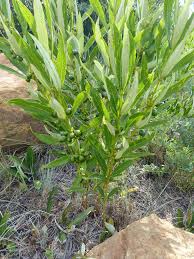 Image result for Fadogiella