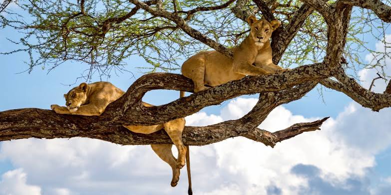 Lion in the wild in an African safari landscape
