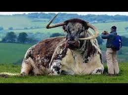 Boylesi Simental Limuzin Sarvole Belcika Mavisi Bull Giant Montofon Kurbanlik Amazing Youtube 2020 Nadide Hayvanlar Hayvan Fotografciligi Cok Sirin Hayvanlar