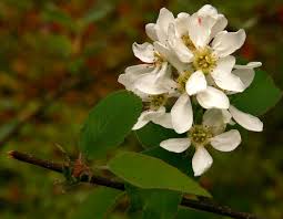 Image result for Amelanchier alnifolia
