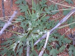 Image result for Grielum