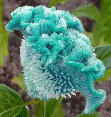 Cockscomb Celosia Comes In So Many Great Colors Aqua Blooming Plants Beautiful Flowers Strange Flowers