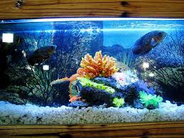 Menjaga suhu air dengan ketat dapat membuat ikan anda tetap sehat. Cara Efektif Untuk Membersihkan Kaca Aquarium Solahart Handal