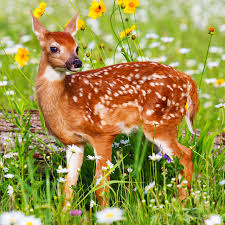 In length and up to 450 kg in weight. The 50 Cutest Native Animals In Every State