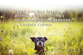 Annie forslund is the caring and compassionate veterinarian you have been looking for when your pet is put to sleep. Fox Companion Care Mobile Veterinary Services Compassionate In Home Euthanasia Page
