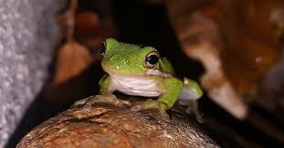 Check spelling or type a new query. Sacred Spirit Shaman Spirit Animal Symbolism Green Tree Frog Saqred Spirit Shaman