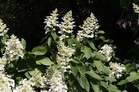 Maybe you would like to learn more about one of these? Hydrangea Paniculata Wikipedia