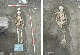 Syreny przedstawiane są najczęściej jako piękne półkobiety, półryby. Syreny Zyja Naprawde Ripsonar News