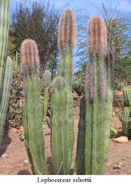 Image result for Lophocereus