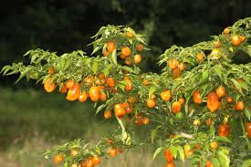 A beautiful looking plant that gets its name from the colours, purple, yellow, orange through to red. Bolivian Rainbow Capsicum Annuum Variedad De Chile Variedades De Chile