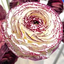 Image result for Ranunculus stagnalis