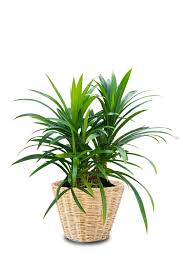 Image result for Pandanus sp. B