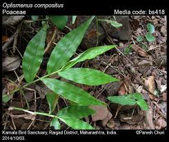 Image result for Oplismenus compositus