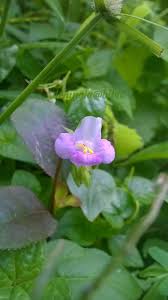 Image result for Lepidagathis scariosa