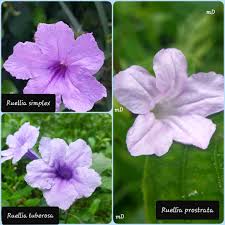 Image result for Ruellia patula