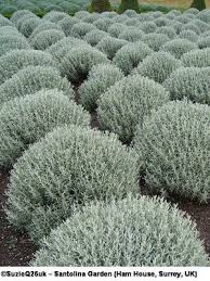 When you harvest flowers, avoid cutting into the woody part to dry lavender, cut stalks before the flowers open, as soon as the buds turn purple. 96 Landscape Lavender Ideas In 2021 Lavender Plants Lavender Plant