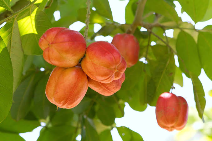 Mga resulta ng larawan para sa Ackee Fruit"