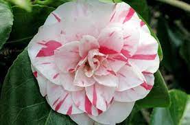 Rhs Plant Selector Camellia Japonica Lavinia Maggi Agm Rhs Gardening Plant Gifts Shade Plants Plants
