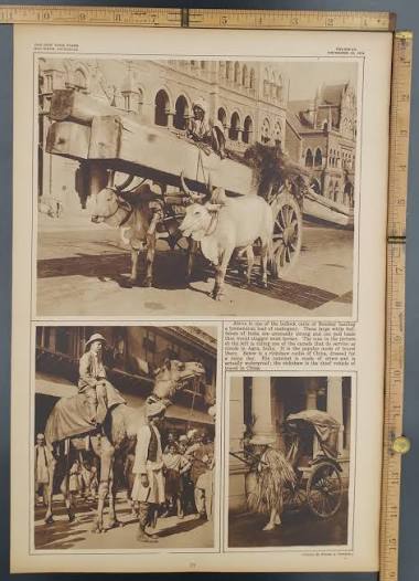 Large white Buffalo in India hauling a huge load of mahogany using bullock carts in Bombay.