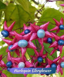 Here in the southern us, where the soil does not freeze, gardeners can have pretty winter flowers and fabulous foliage all year round. The 21 Best Winter Flowers How To Care For Them Yhmag