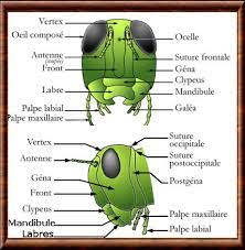 gros plan d une tete de sauterelle insectes faune et flore letter a mandala coloring