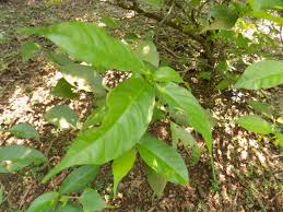 Image result for Tabernanthe