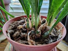 Image result for Oeceoclades maculata × quadriloba