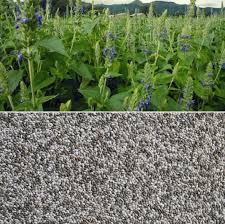 Chia Seeds Cultivation Sabja Farming Practices Agri Farming The cultivation costs of chia is a couple of hundred whereas the yields are 3 quintals an acre for the white variety and about 5 quintals for the black it promotes cultivation of chia, with a buyback offer.