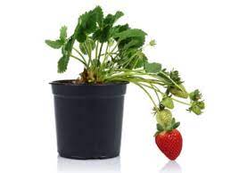 Transplanting strawberry seedlings in outdoor pots. Strawberry Houseplants Tips For Growing Strawberries Indoors