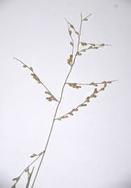 Image result for Urochloa deflexa