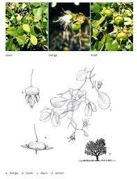 Image result for Sonneratiaceae