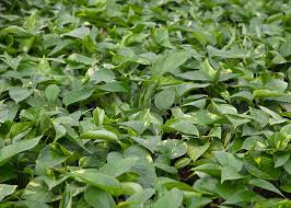 How often to water pothos? Wild Interiors How To Care For Pothos Plants