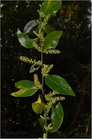 Image result for Opilia amentacea