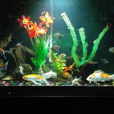 Melihat sesuatu yang menyegarkan tentunya menjadi salah satu hal yang bisa membuat pikiran dan tubuh. Ikan Hias Ready Aksesoris Aquarium Ikan Hias Jg Daik Facebook