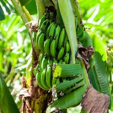 Image result for Musa paradisiaca