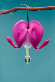 Img 0467 Edit Jpg Bleeding Heart Flower Bleeding Heart Flower Phone Wallpaper