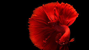 Red Betta Fish 1080p Wallpaper Hdwallpaper Desktop In 2020 Siamese Fighting Fish Betta Fish Beautiful Fish
