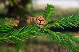 Image result for Cupressaceae