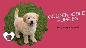 Our puppies are whelped and raised. Goldendoodle Puppies Are Clever Curly Companions Youtube