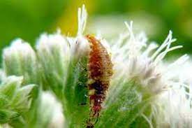First, the ants insert seeds of the fruit plant in the cracks in tree bark. Growing A Variety Of Flowering Plants Helps Bees And Other Beneficial Insects Msu Extension