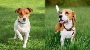 Buy jack russell terrier collectables and get the best deals at the lowest prices on ebay! Jack Russell Terrier Vs Beagle Breed Differences Similarities