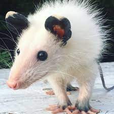 Opossum Care And Rescue Opossum Animals Beautiful Animals Wild