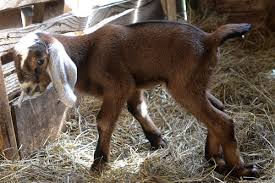This breed is very popular among indian farmers for its meat and milk quality. Osmanabadi Goat Livestock Farming