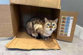 6 Signs Your Cat Is Adjusting to Their New Home - Cats.com