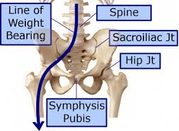 The acetabulum is a concave area in the pelvis, into which the femoral head fits. Hip Pain Norwich Norfolk Nfk Inspired Chiropractic